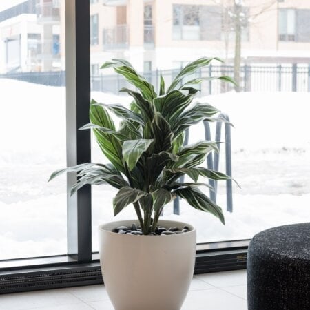 Artificial cordyline plant, 36,5'' - Décors Véronneau