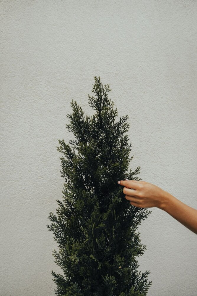 Détails d'un cèdre vert artificiel - Décors Véronneau