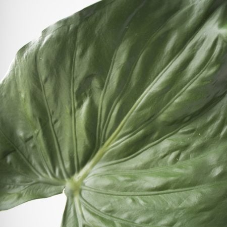 Feuille d'alocasia sur tige, 33