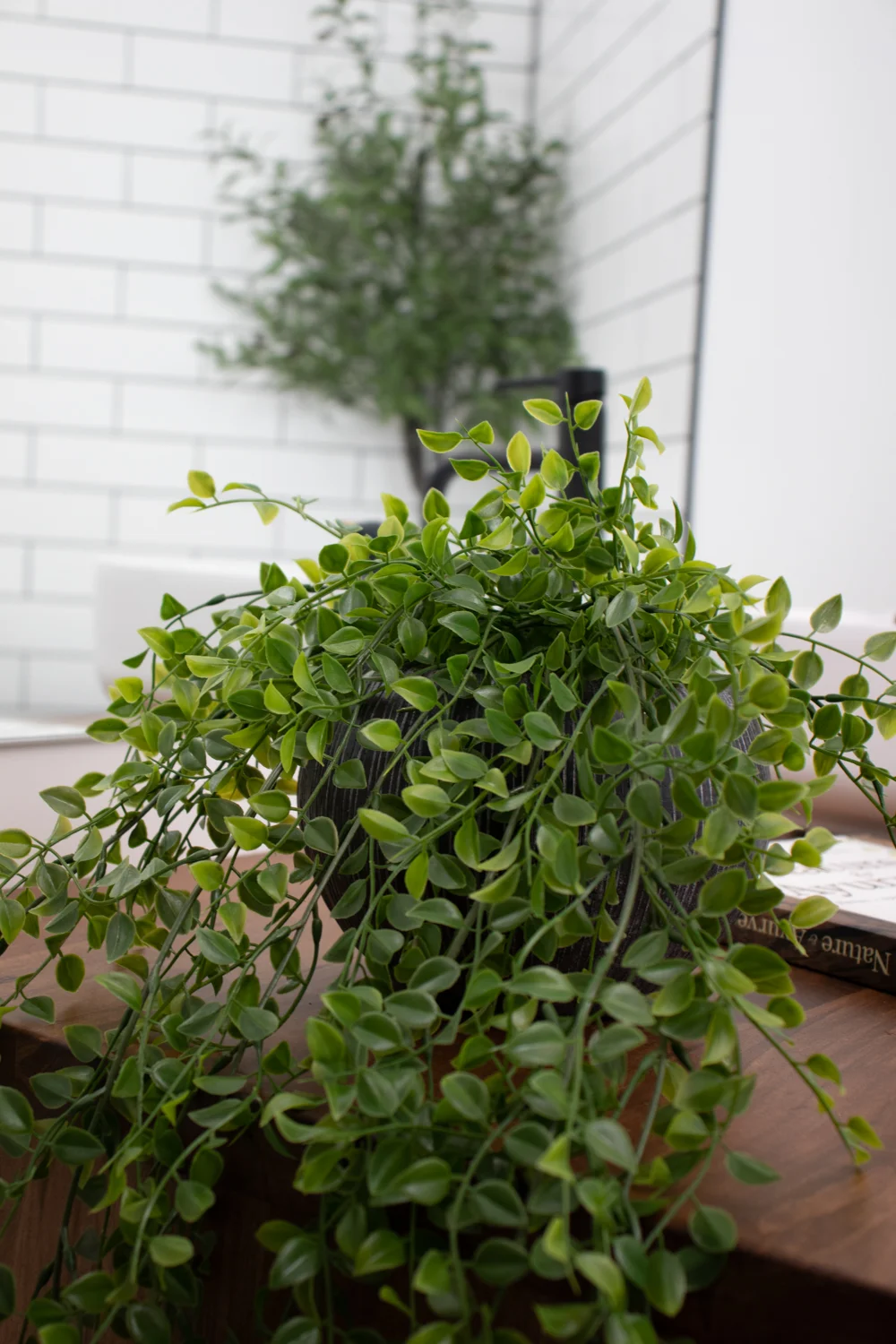 Fougère De Boston Fraîche - Plante D'Intérieur En Pot De 25 À 35 Cm Pour Purifier L'Air - Cadeau - GardenersDream - Gamm vert Fougère De Boston Fraîche - Plante D'Intérieur En Pot De 25 À 35 Cm Pour Purifier L'Air - Cadeau - GardenersDream - Gamm vert