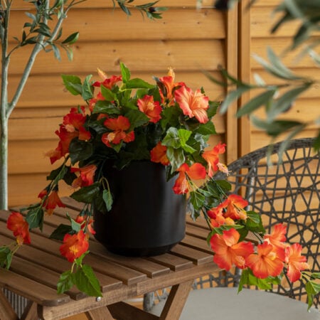 Hibiscus orange en pot de culture noir 22 x 12