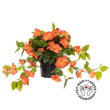 Hibiscus orange en pot de culture noir 22 x 12