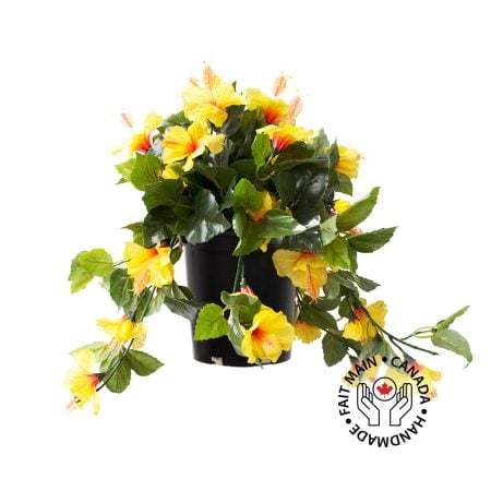Yellow hibiscus in black plastic planter, 22 x 12