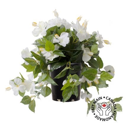 Hibiscus blanc en pot de culture noir, 22 x 12