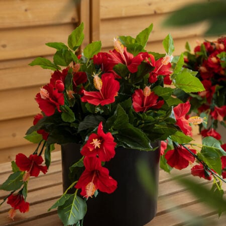 Hibiscus rouge en pot de culture noir 22 x 12