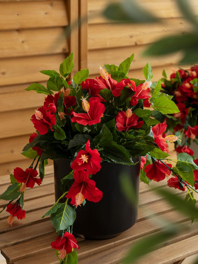 Red hibiscus in black plastic planter 22 x 12" - Image 2 - Décors Véronneau