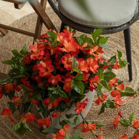 Hibiscus orange en pot de culture noir, 28 x 20