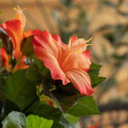 Hibiscus suspendu extérieur orange, 35