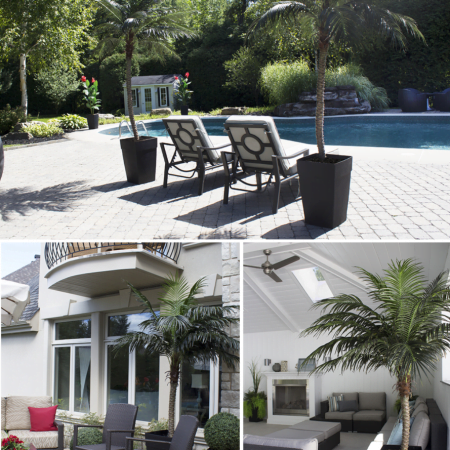 Palmier Phoenix 9,5' - Décors Véronneau