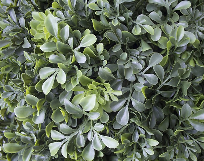 Buis anglais - Décors Véronneau