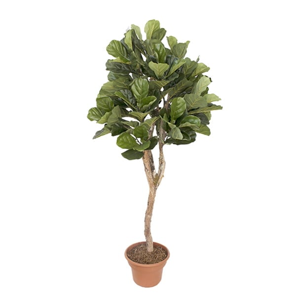Arbre ficus lyrata boule artificiel fait main – Image 7 - Décors Véronneau