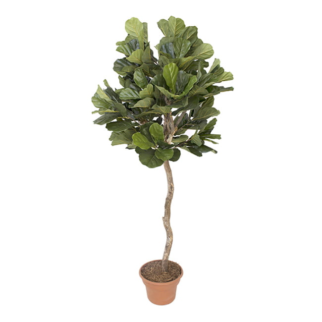 Arbre ficus lyrata boule artificiel fait main – Image 8 - Décors Véronneau