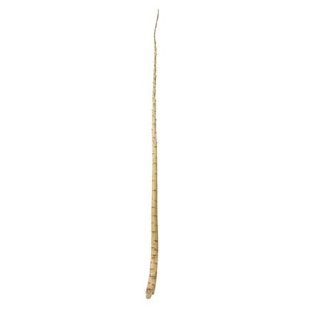 Tige de yucca 2-3