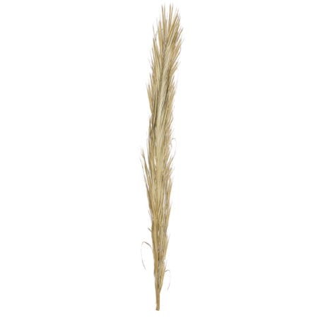 Palme de phoenix 6 x 8