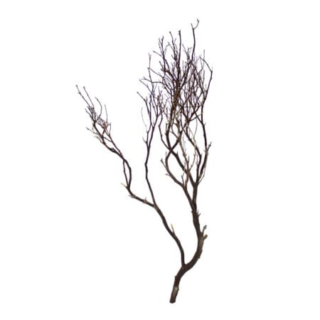 Branche de bois manzanita naturel, 48''