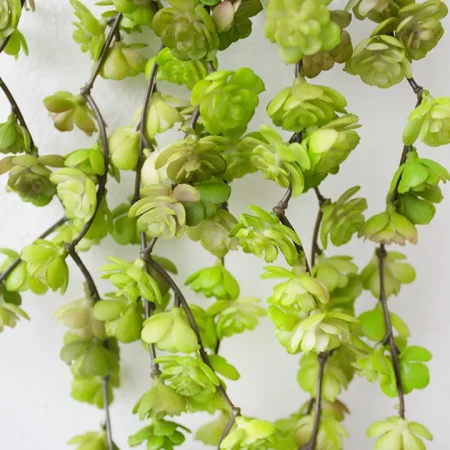 Bouquet de petites succulentes retombantes vertes, 22