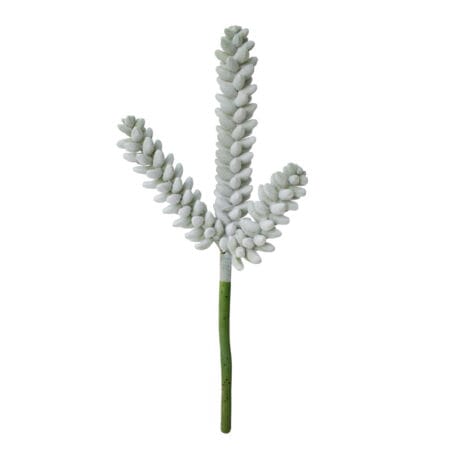 Plante grasse vert de gris 11