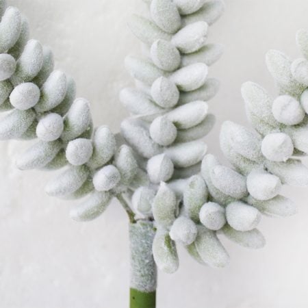 Grey-Green succulent Stem, 11
