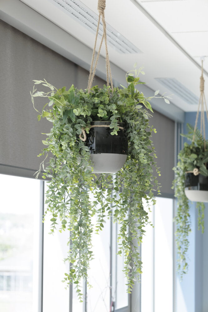 Suspendu d'eucalyptus - Décors Véronneau