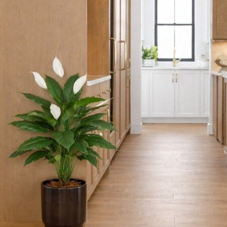 Terracotta glossy black planter - Décors Véronneau