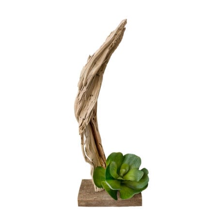 Bois et succulente 30 x 11