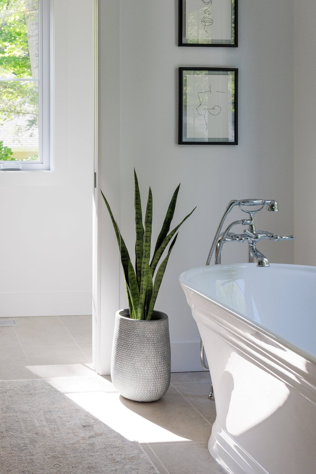 Sansevière en pot - Décors Véronneau