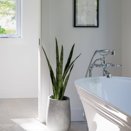 Artificial green snake plant, 30