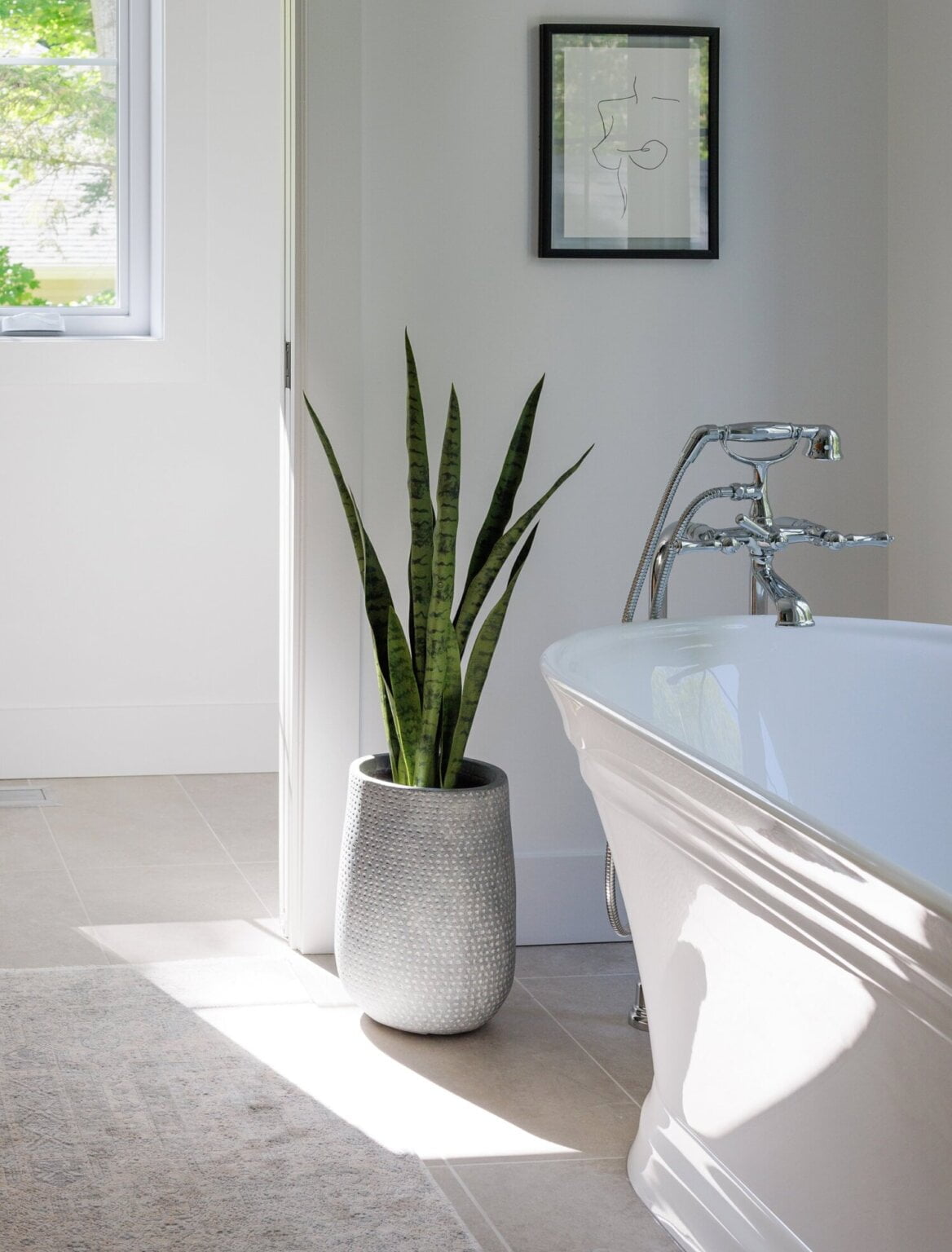 Sansevière en pot - Décors Véronneau