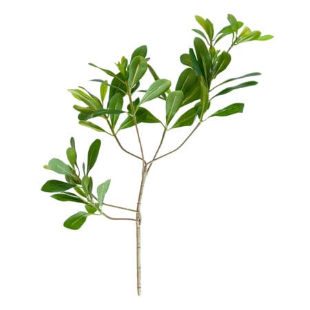 Branche de pittosporum artificiel, 22''