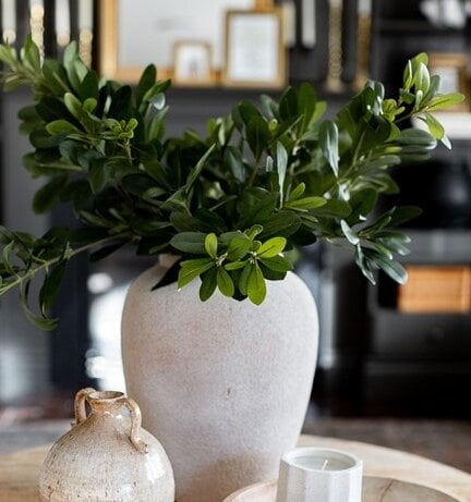 Branche de pittosporum en vase - Décors Véronneau