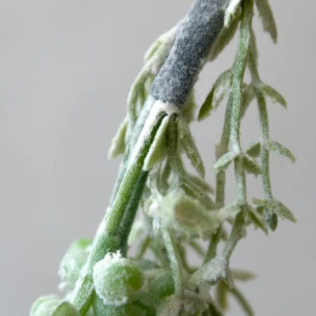 Plante grasse retombante 18