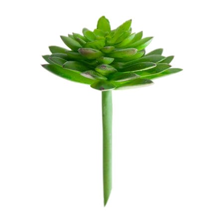 Plante artificielle succulente, 8