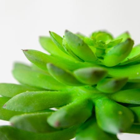 Plante artificielle succulente, 8