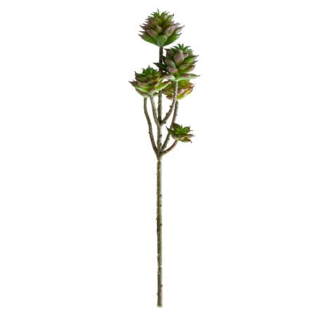 Tige de petites plantes succulentes vertes foncées 13