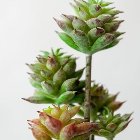 Dark Green Mini  Succulent Stem 13