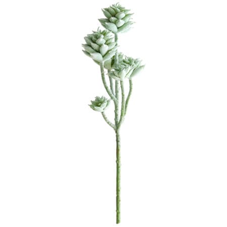 Tige de petites plantes succulentes vert-gris 13