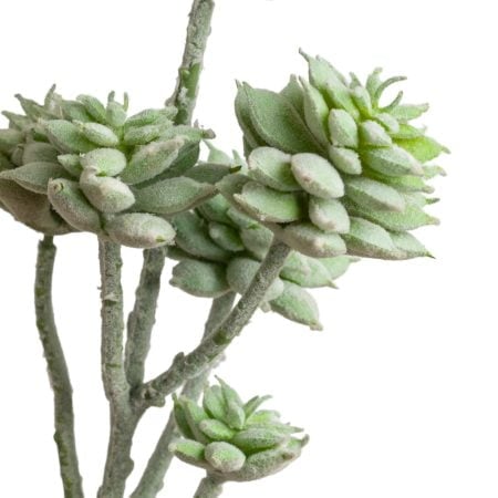 Tige de petites plantes succulentes vert-gris 13