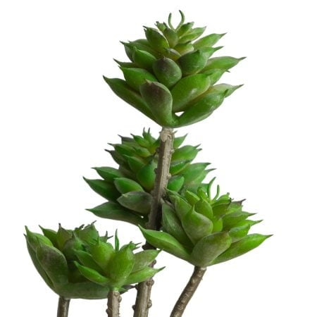 Tige de petites plantes succulentes vertes 13