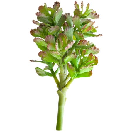 Plante succulente vert lime 12