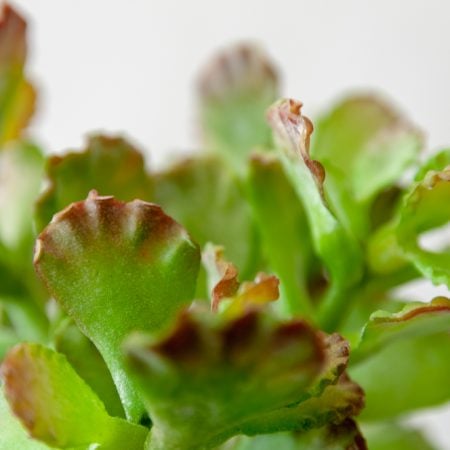 Plante succulente vert lime 12