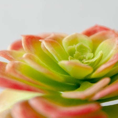 Plante succulente verte et rose 5