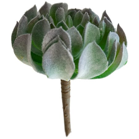 Plante grasse vert de gris 6