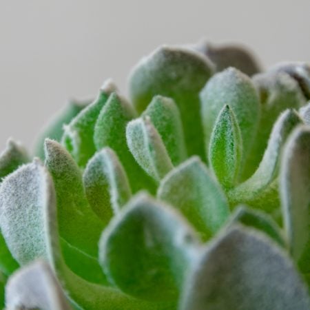 Plante grasse vert de gris 6