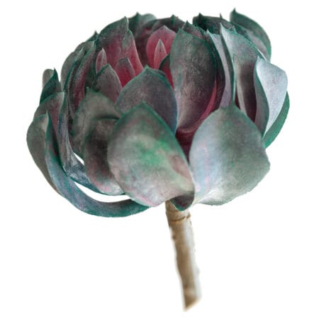 Plante grasse mauve 6