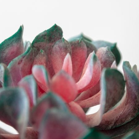 Purple Succulent 6