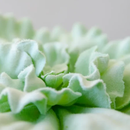 Laitue succulente 9