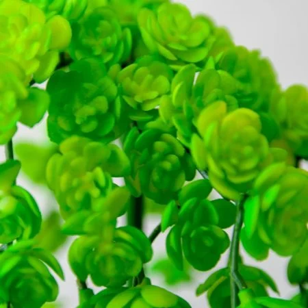 Petites succulentes vertes et  retombantes 12