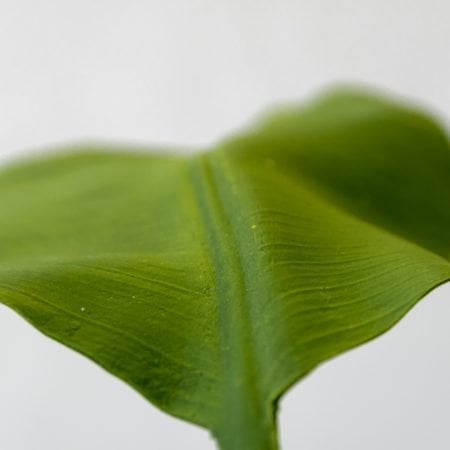 Feuillage sur tige 26