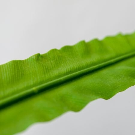 Feuillage sur tige 25