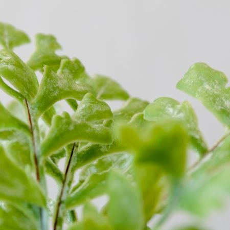 Artificial Fern Bush, 17